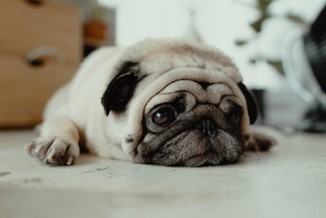dog feeling unwell