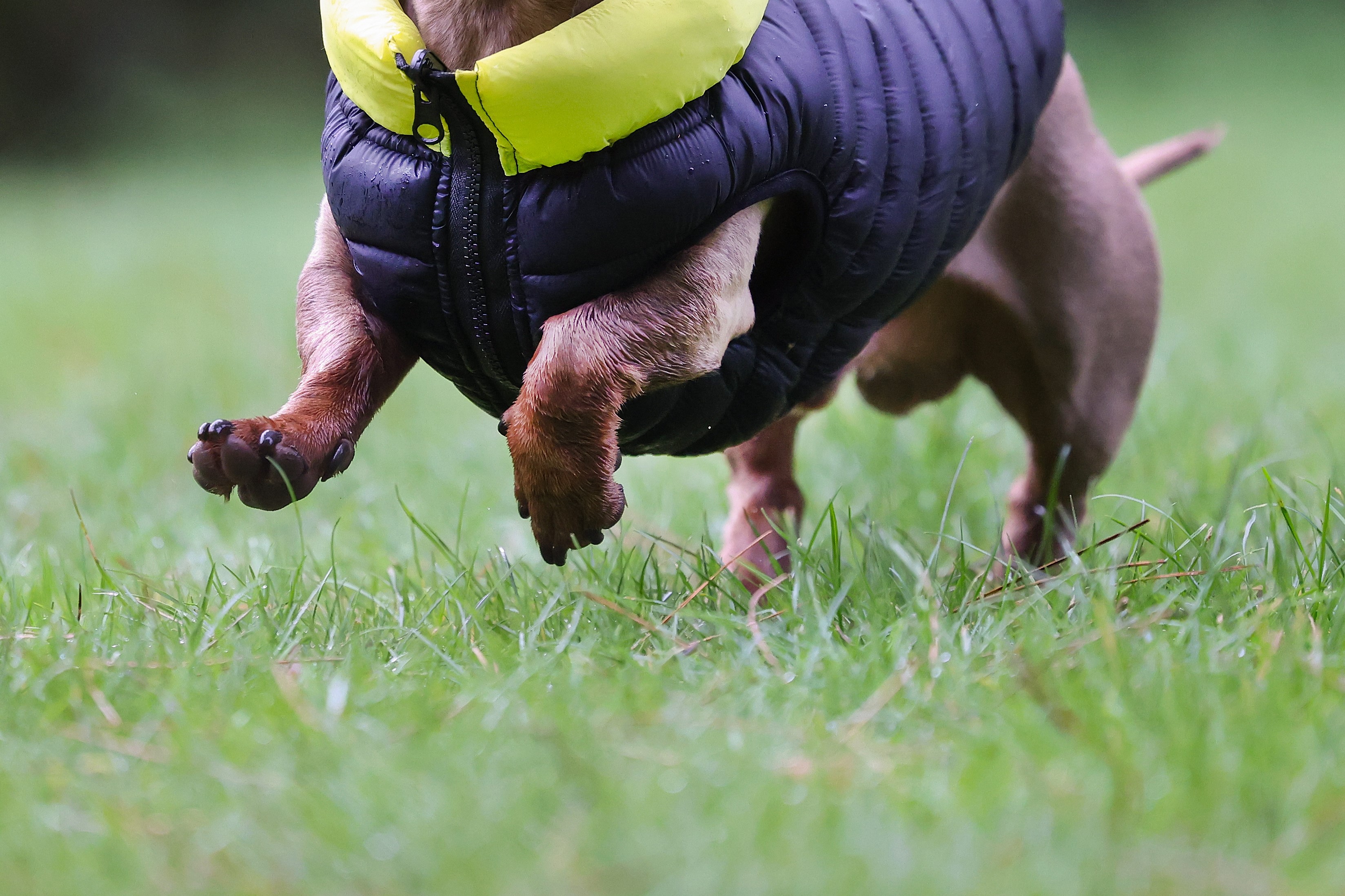 Close up of dog running.