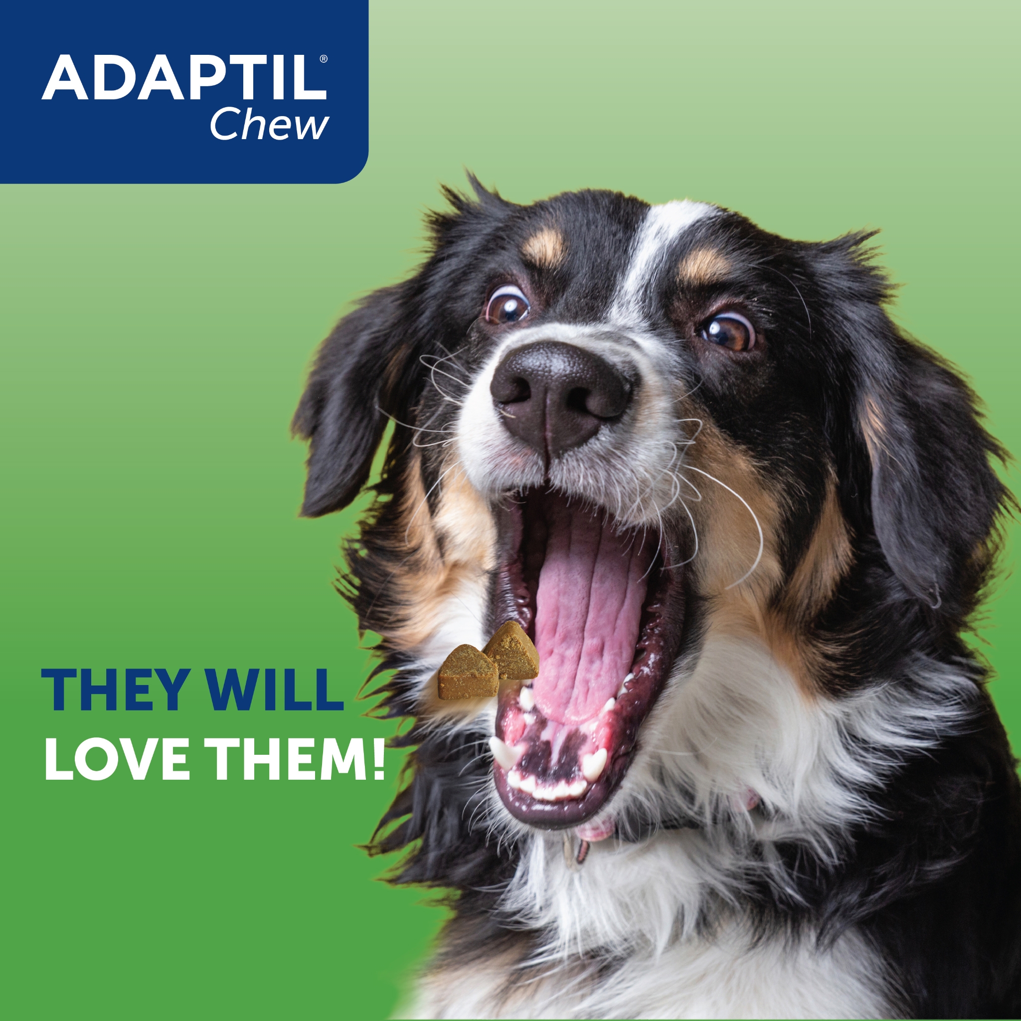 Adaptil Calm Tasty Dog Chew 30 Pack 
