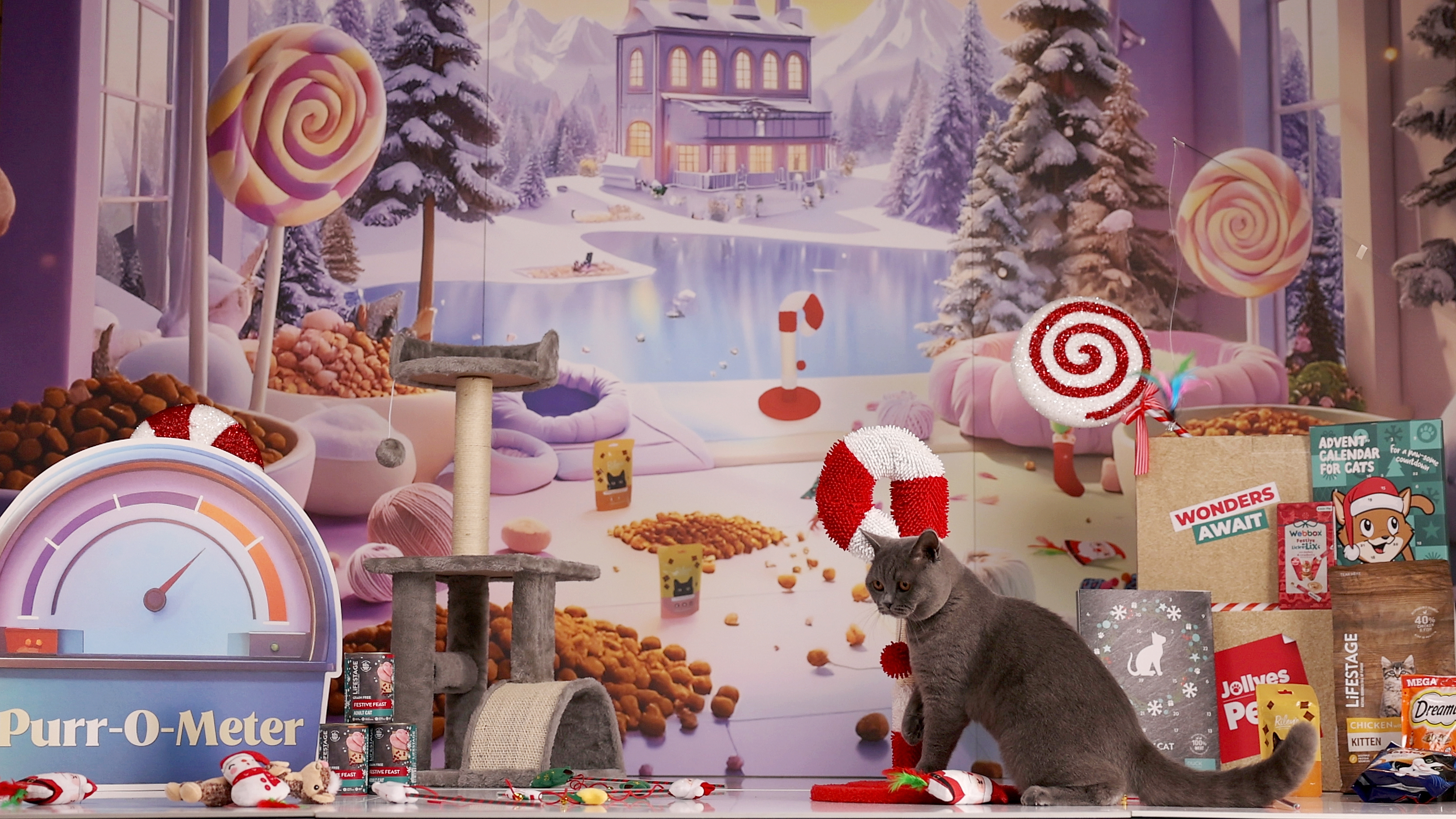 Cat in a Christmas wonderland with advent calendar, toys and more.