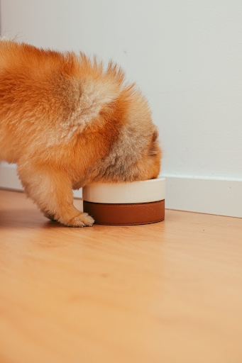 Dog eating