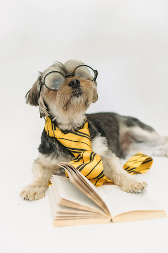 Dog reading