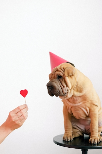 Shar-pei dog having a party
