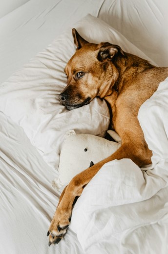 Dog lying in bed on a pillow with a duvet.