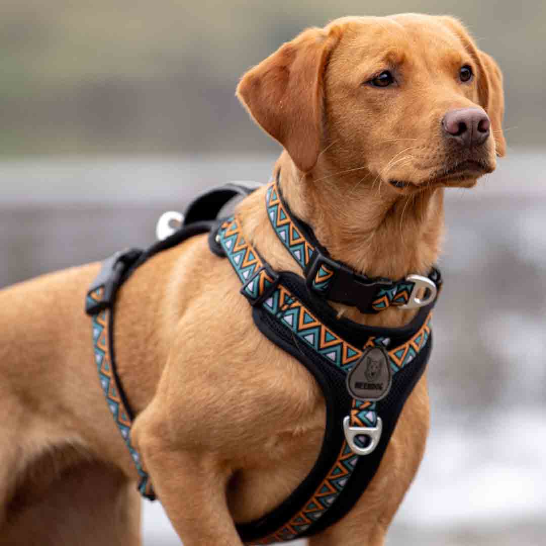 Neerdog Go-B-Bold Airflow Dog Harness-Hollyhock Large