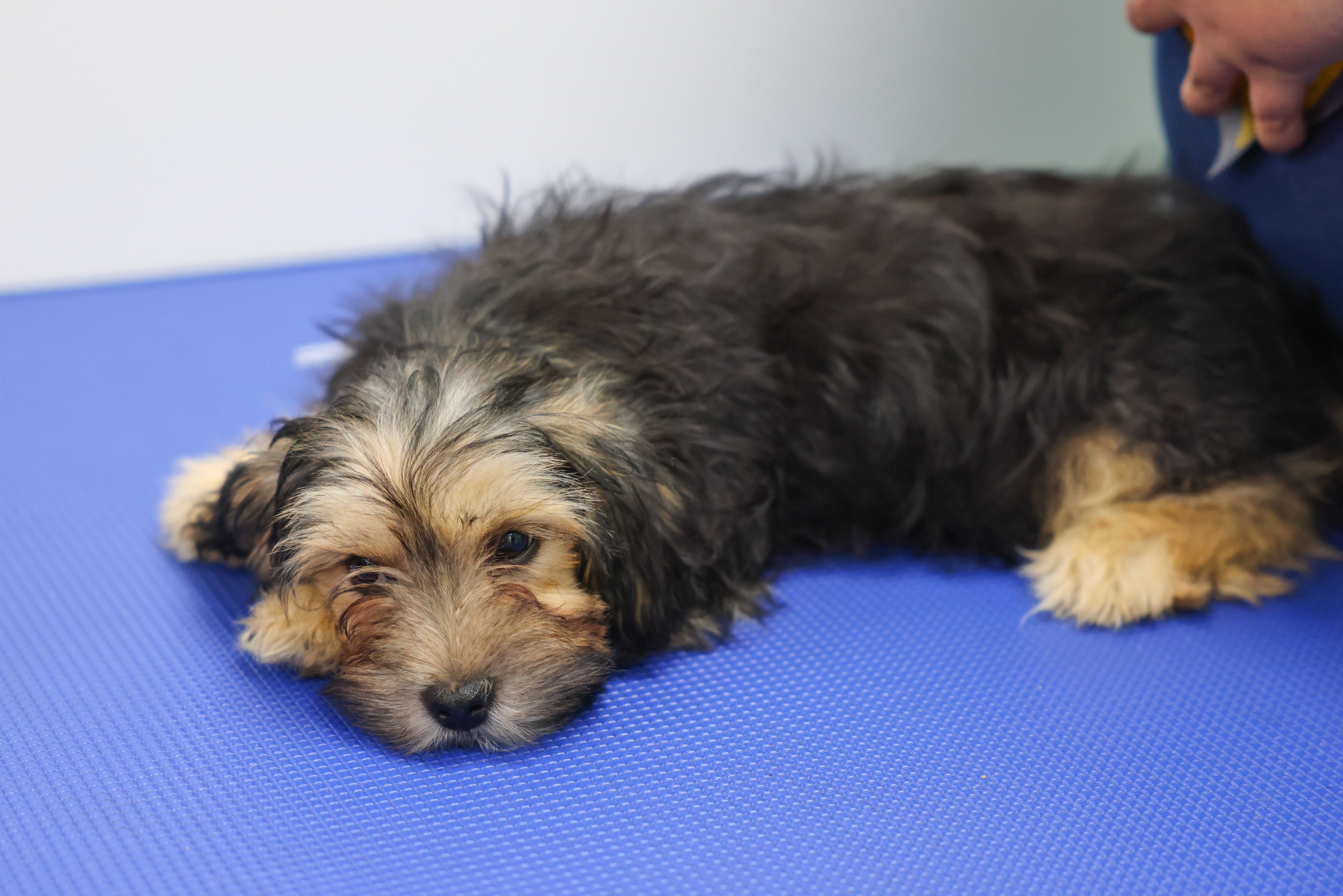 Dog lying down