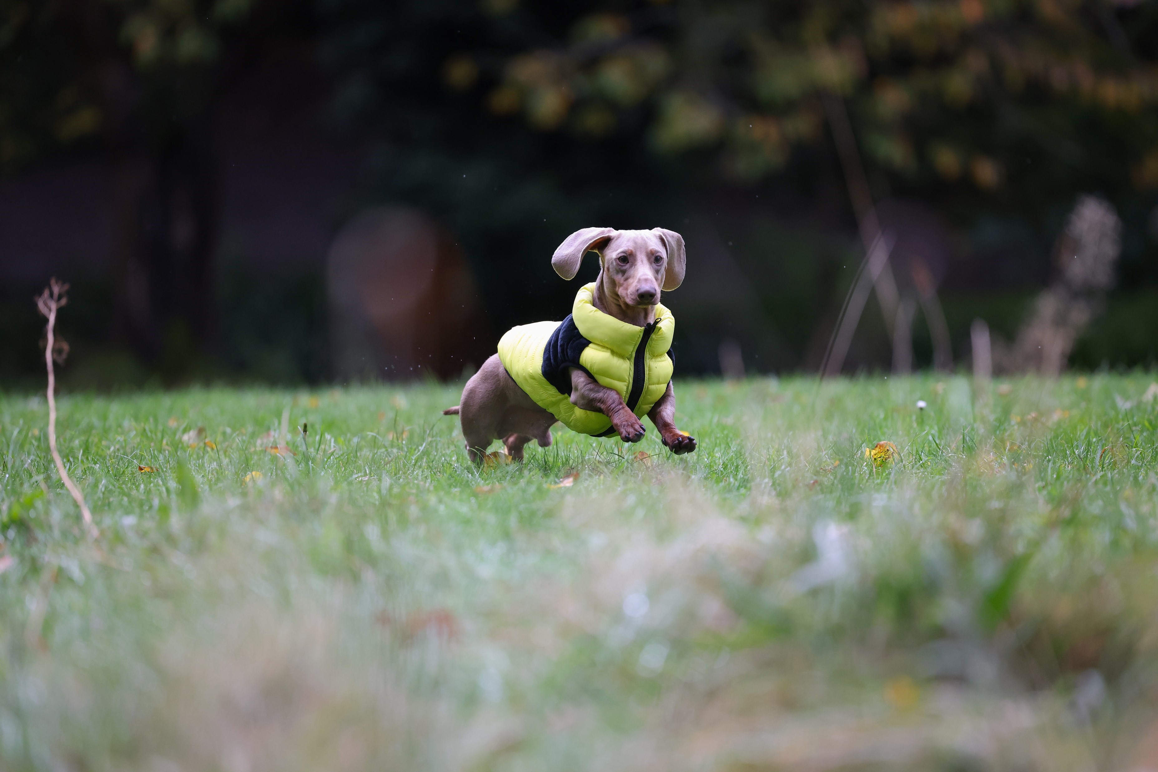 Sausage dog wearing coat in a field.