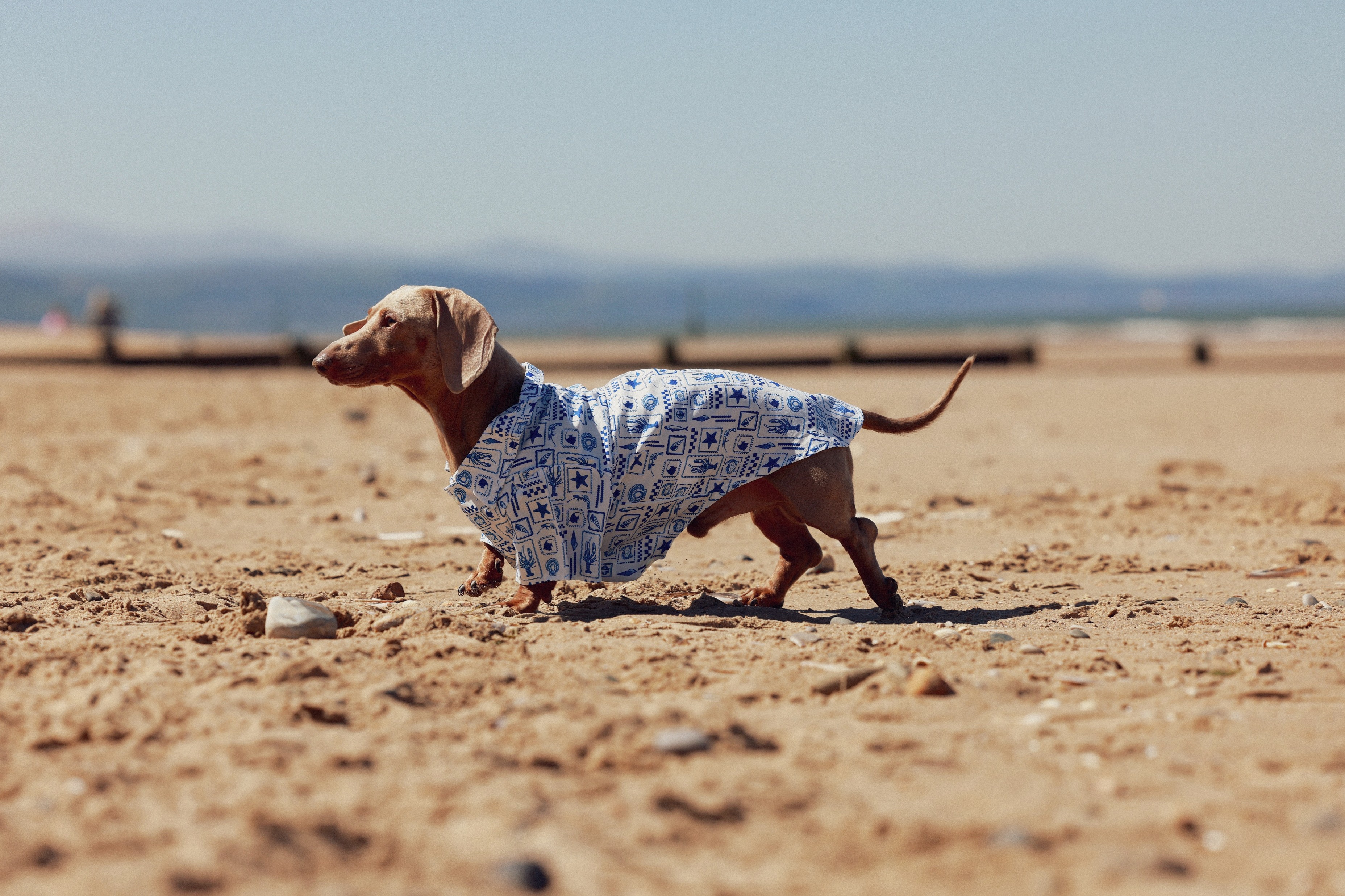 A dachshund in a patterned blue shirt walks on a sandy beach with a clear sky in the background.