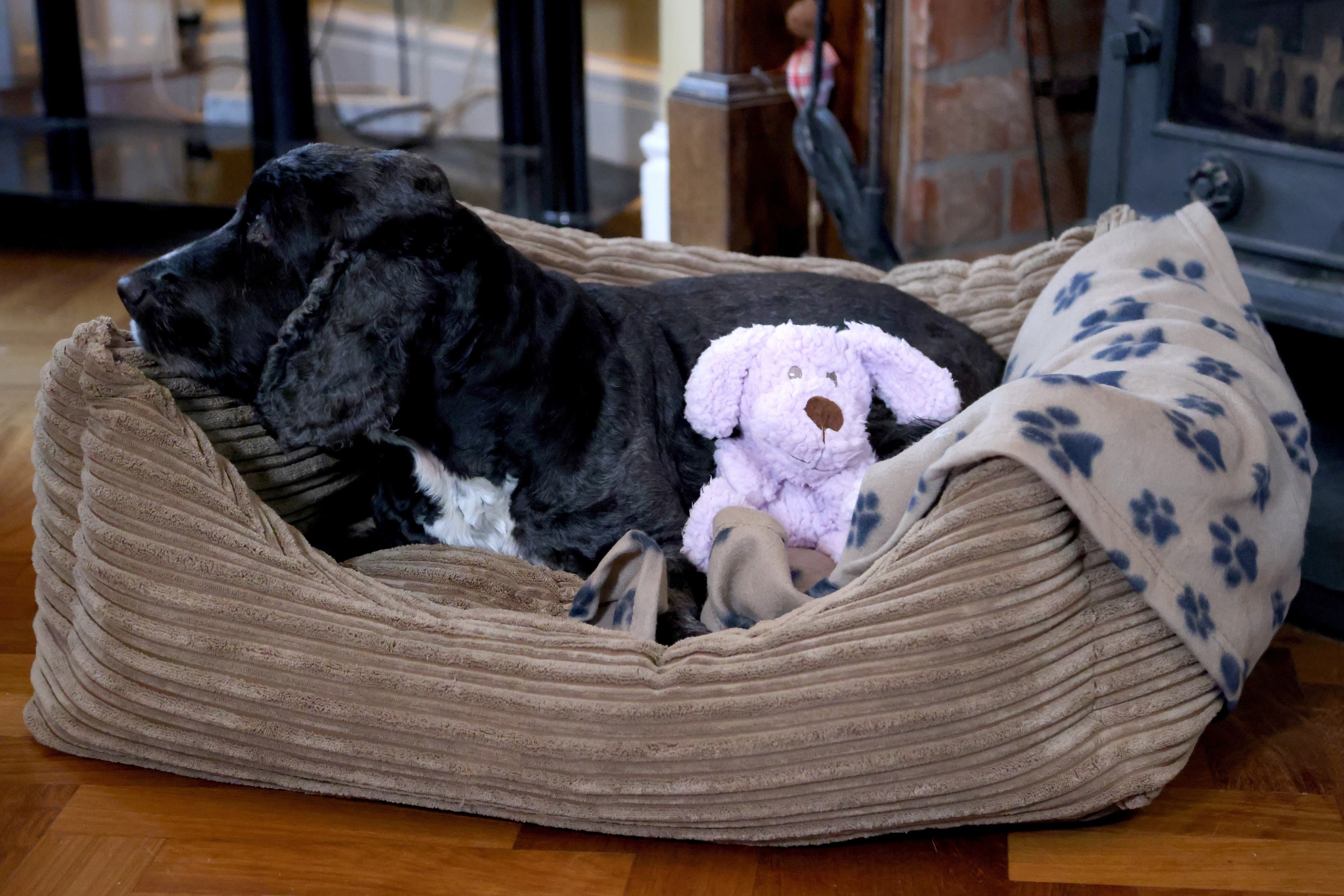 Dog lying in a bed with toys.