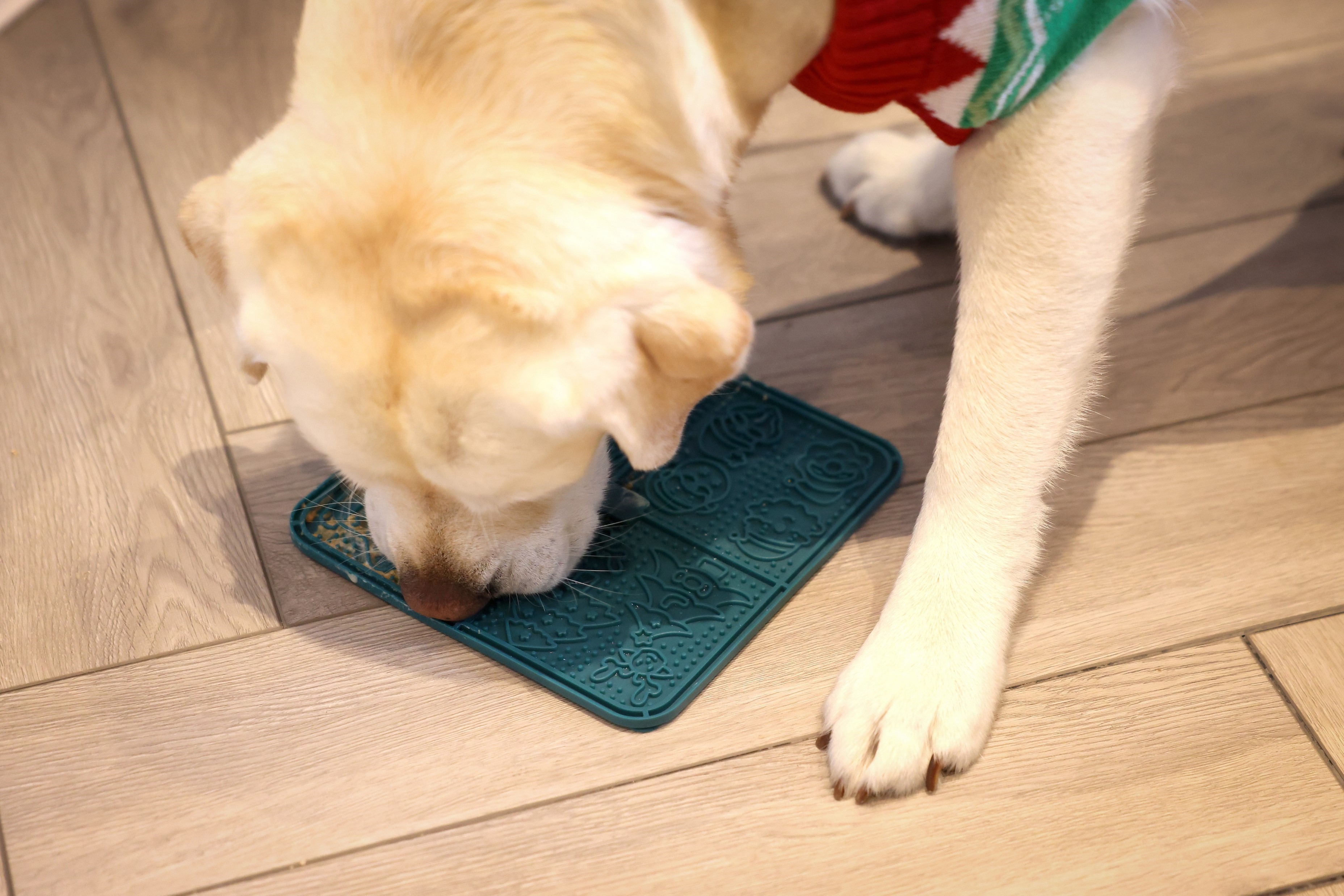 Dog licking a lickmat.