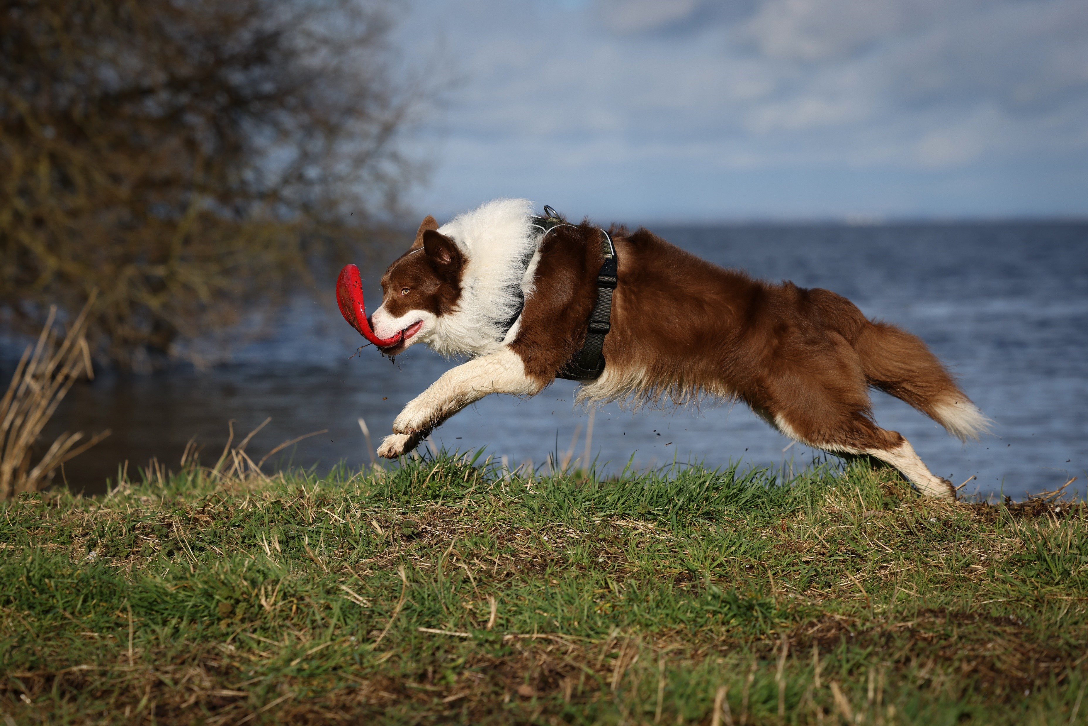 Dog leaping with toy in mouth.