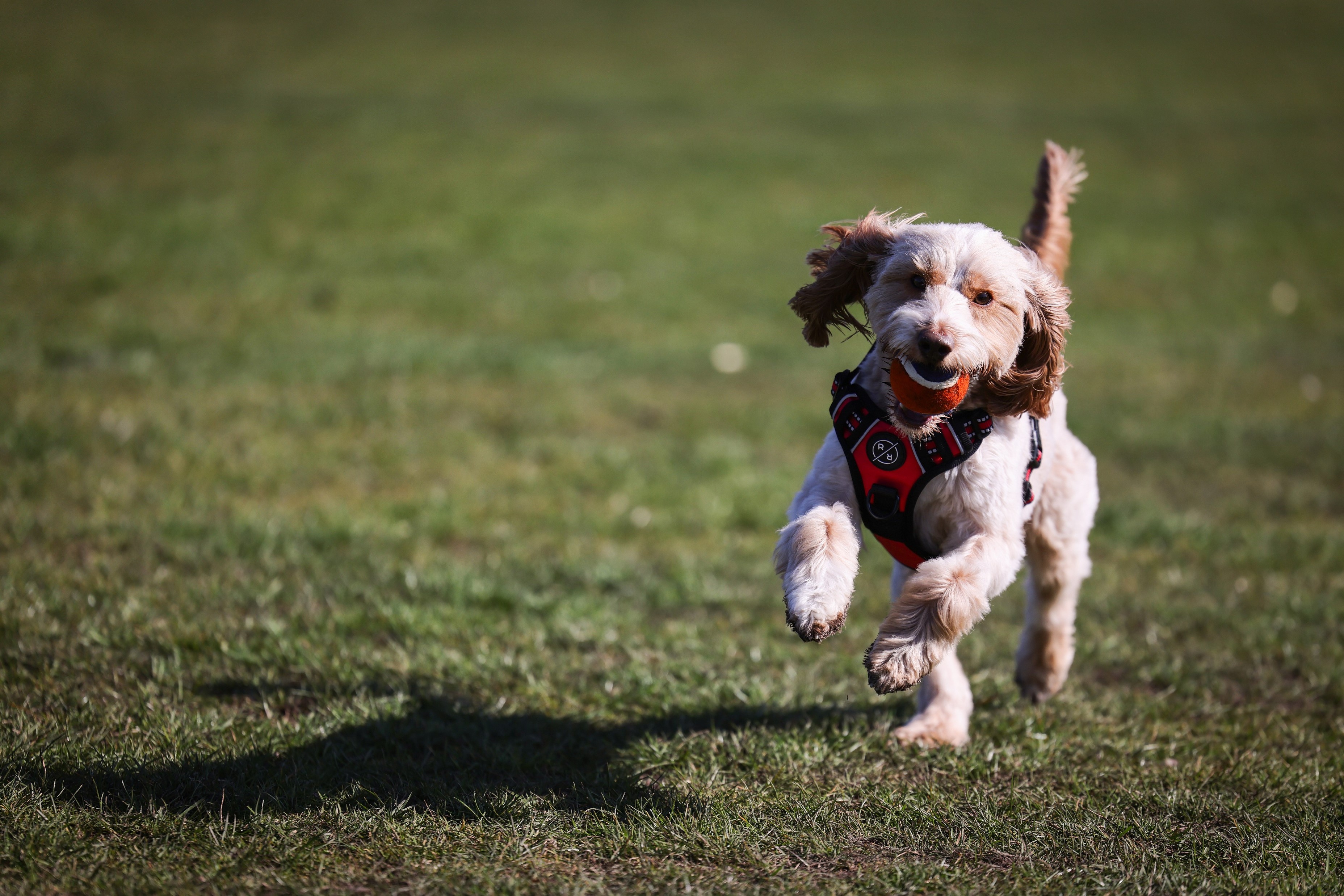 Dog running in field.