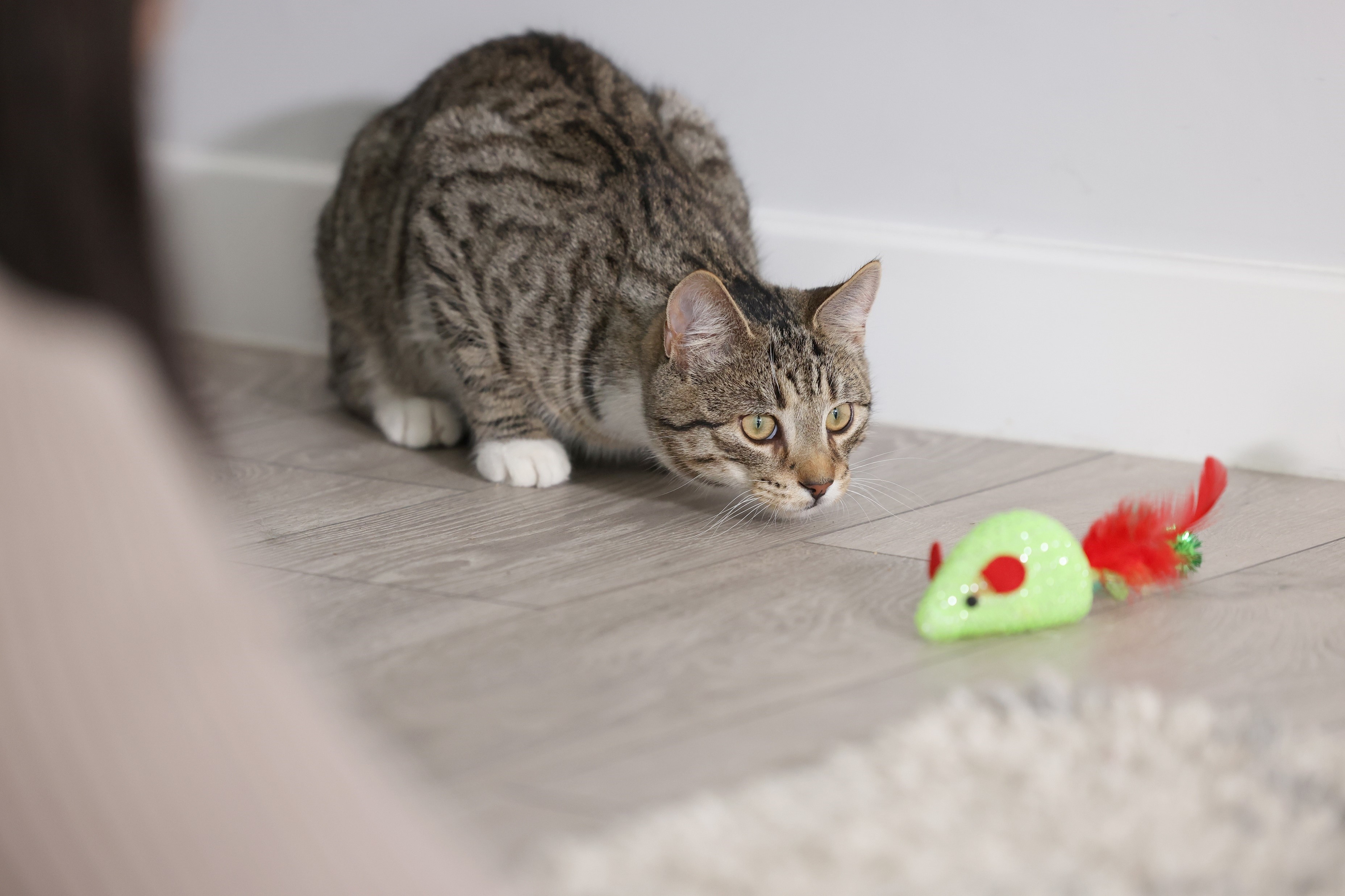 Cat ready to pounce on toy.