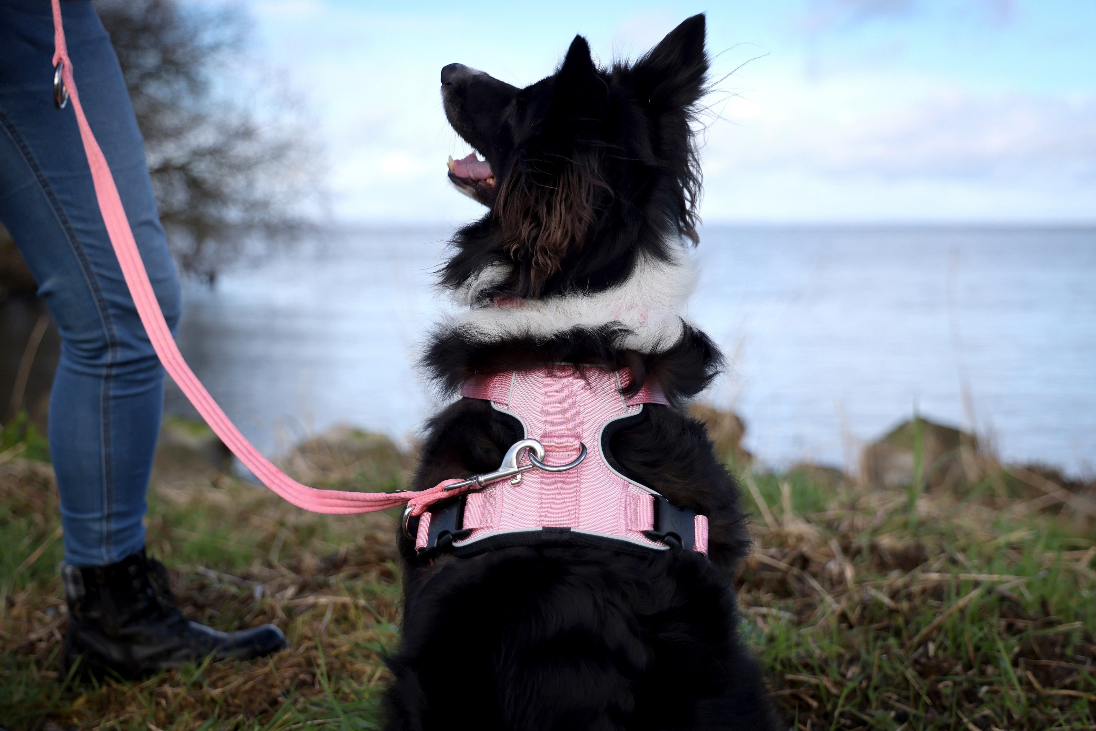 Dog sat with back to camera wearing harness.