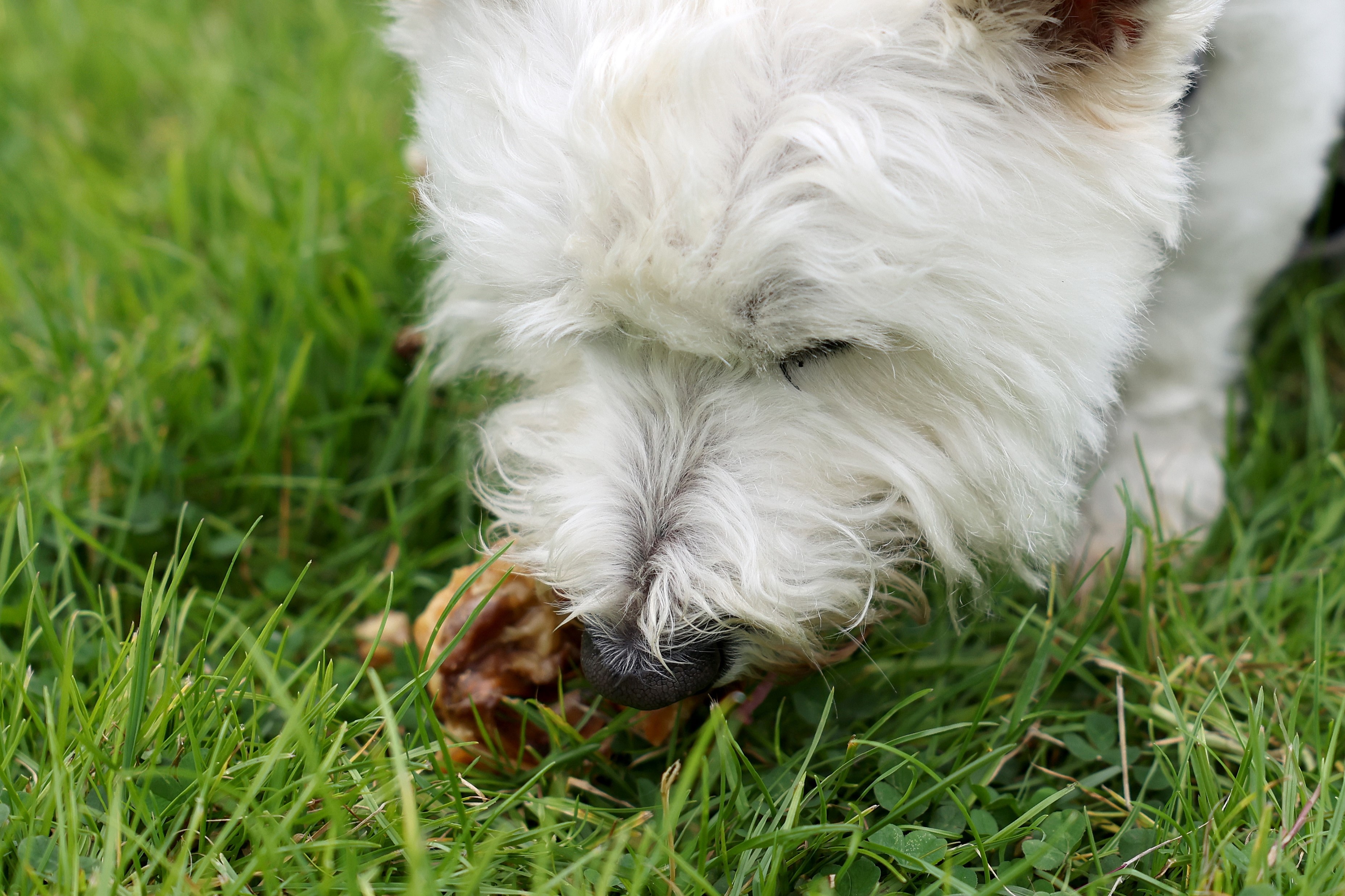 Westie sniffing a natural raw dog treat.