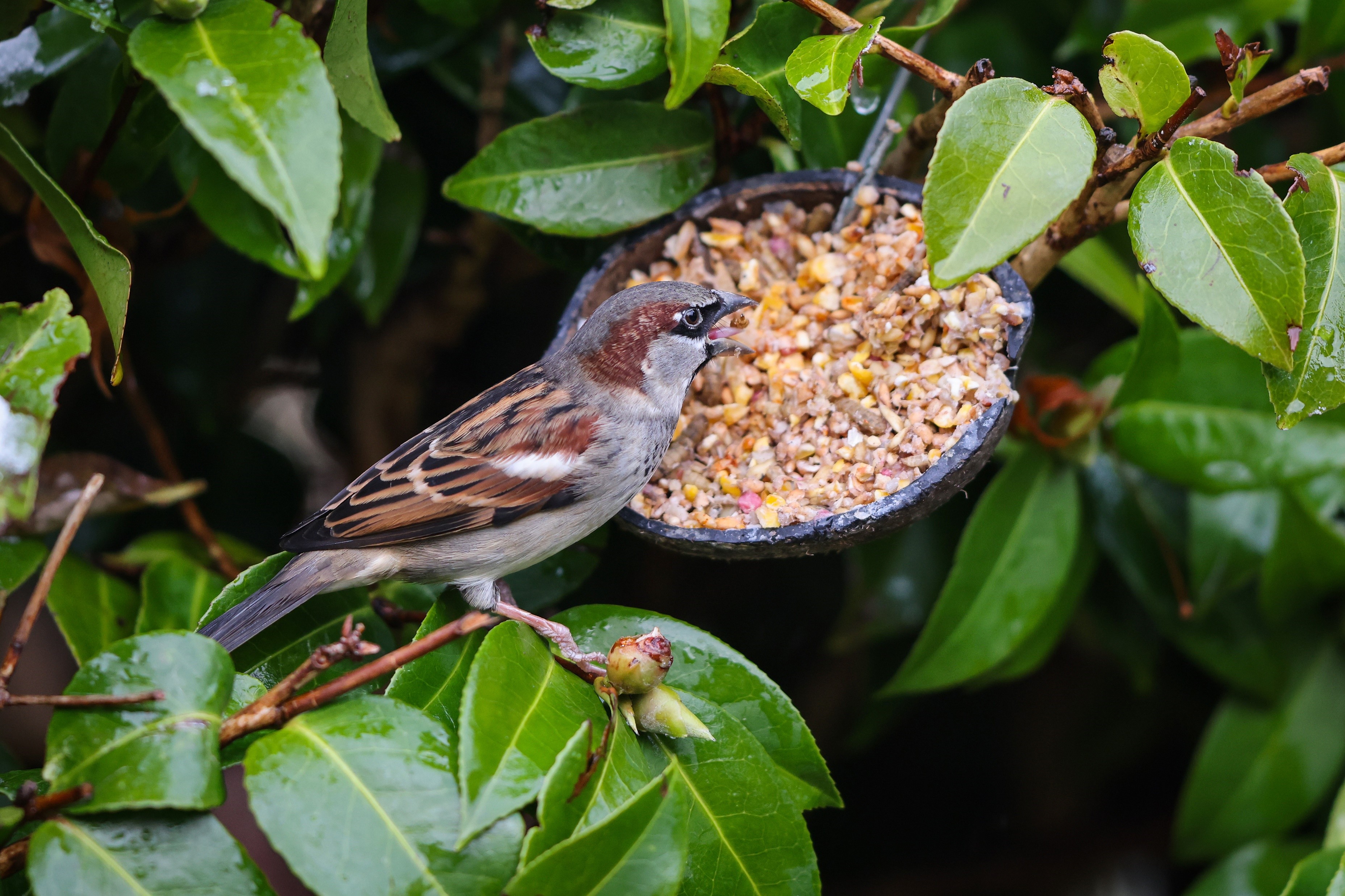 Bird eating from bird feeder.