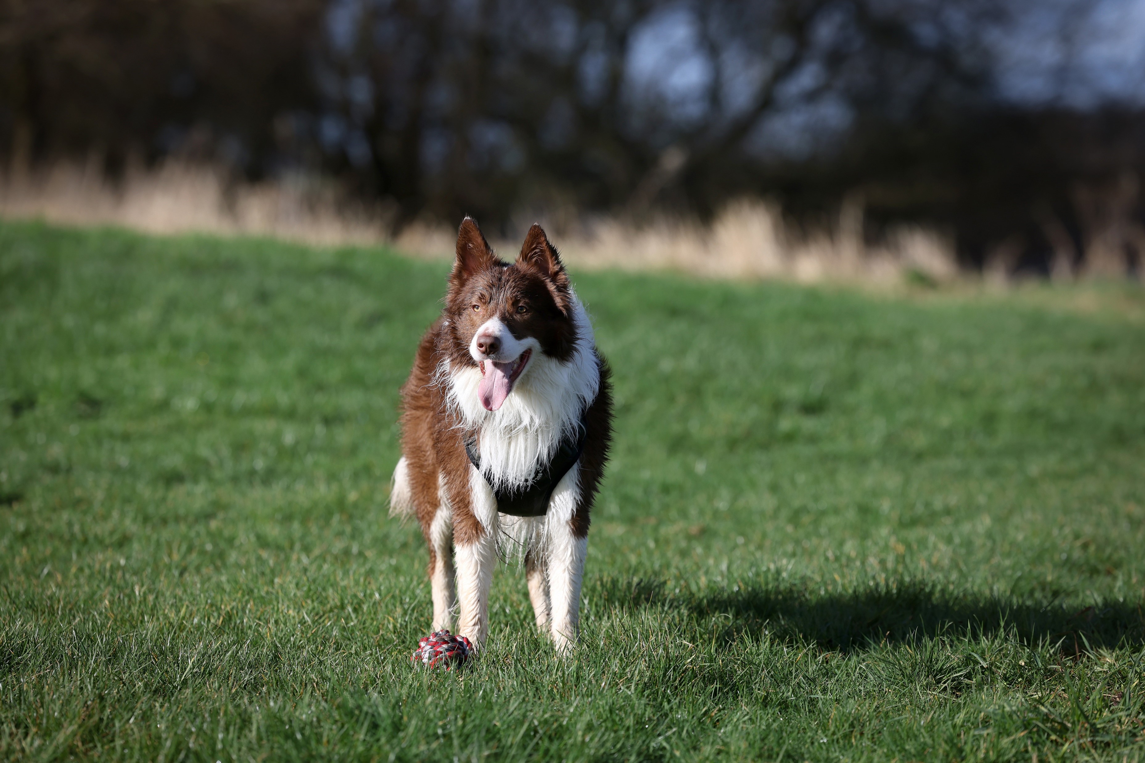 Dog stood in field.