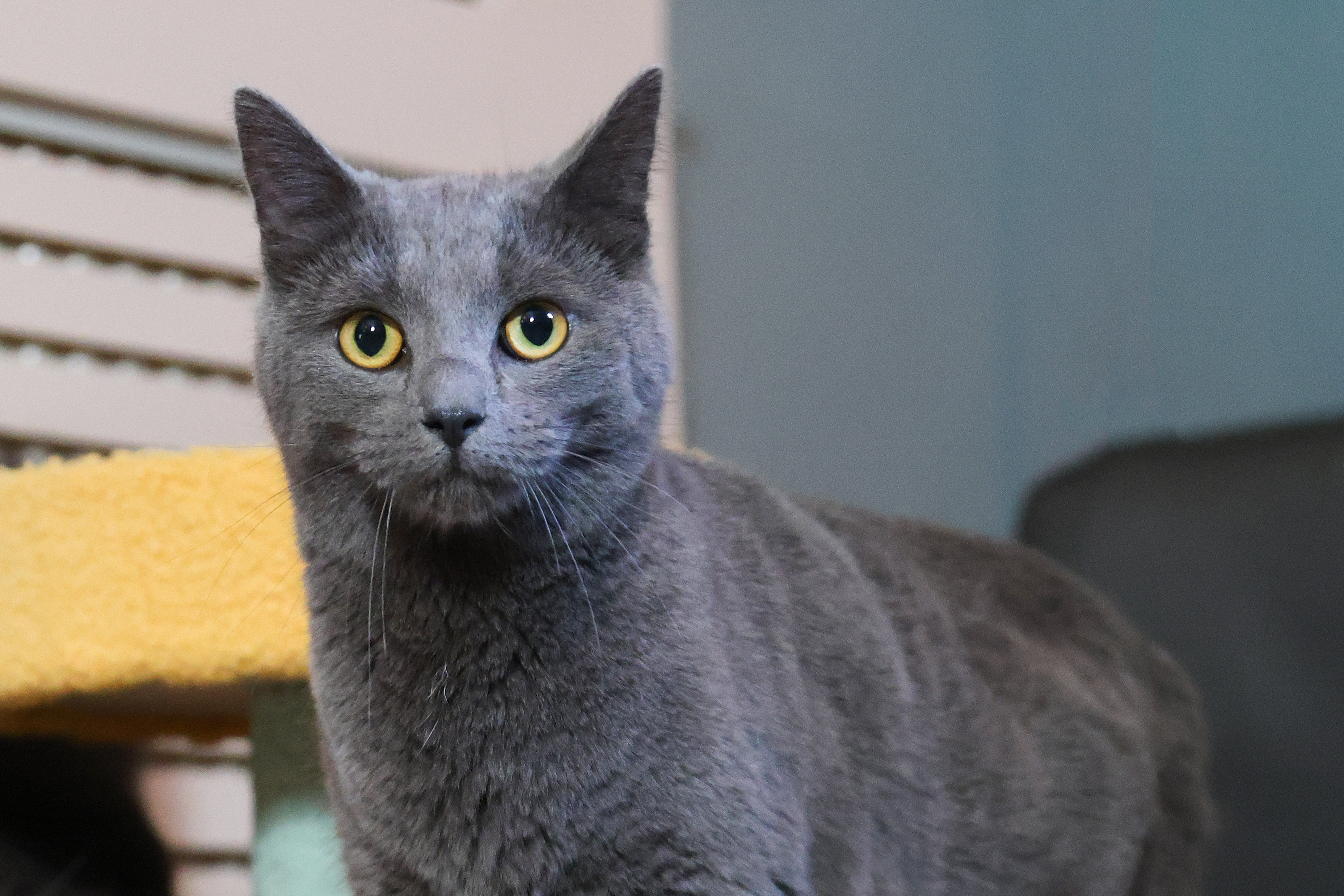 Gray cat with bright yellow eyes standing indoors, looking directly at the camera.