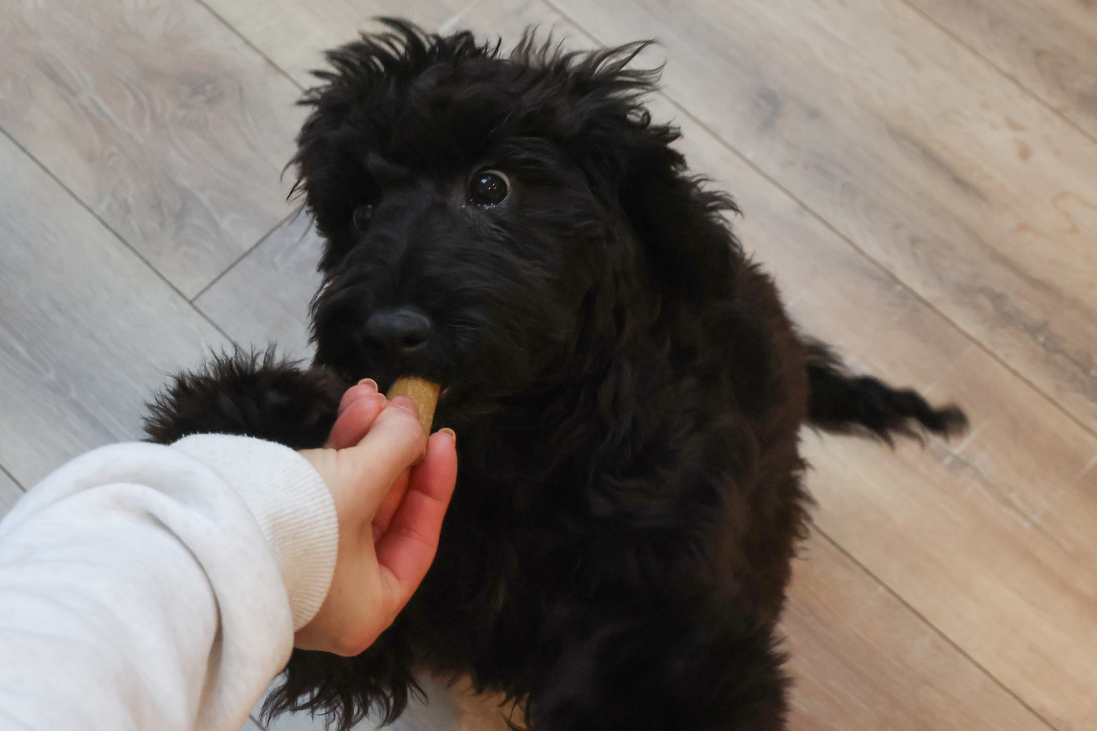 Dog eating a treat from person's hand.