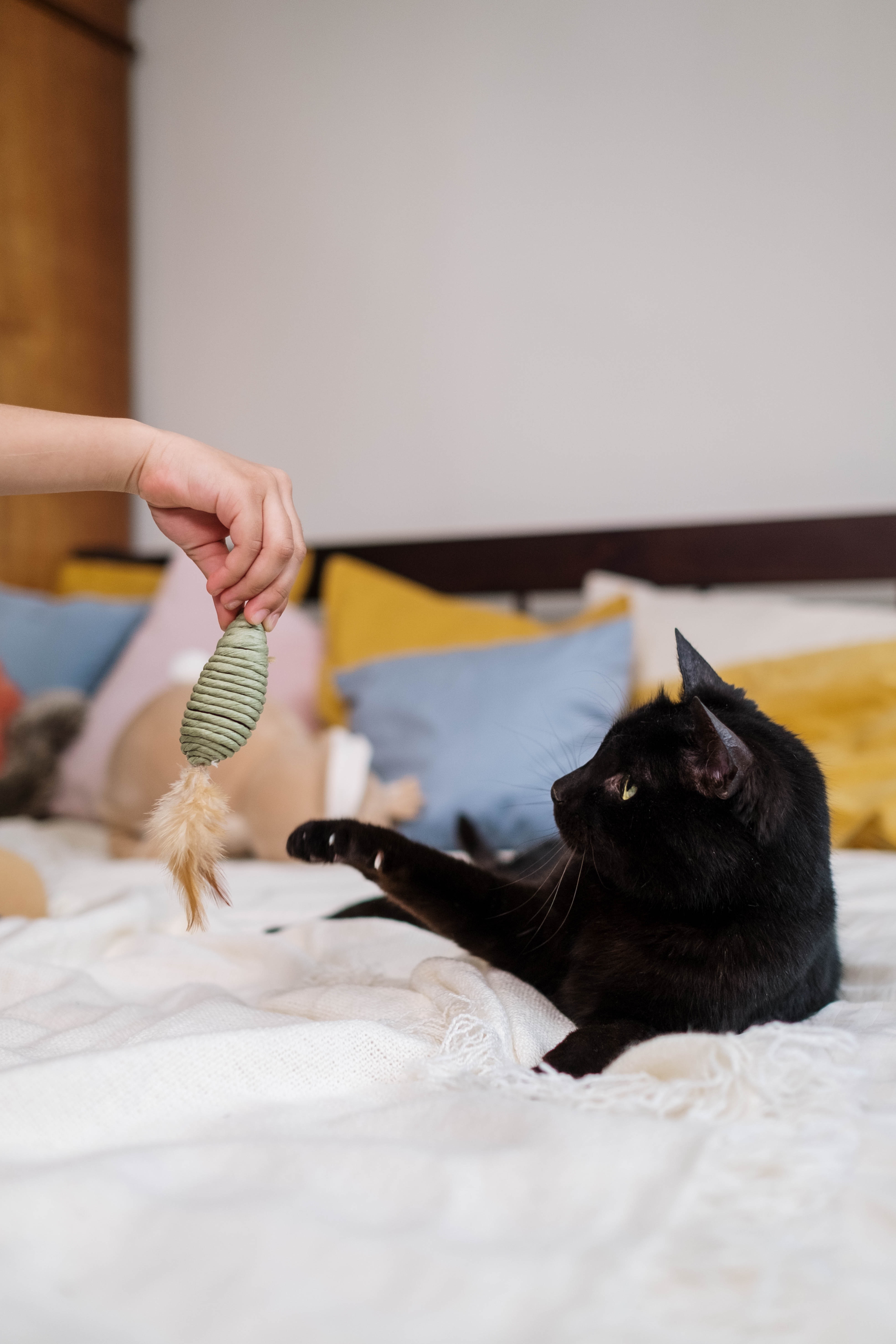 How to Entertain Your Cat: The Best Cat Toys
