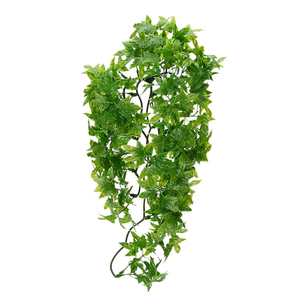 Zoomed Congo Ivy Reptile Vivarium Hanging Plant