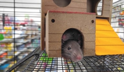 Rats hiding in house.
