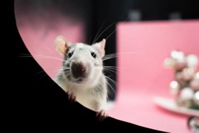 Rat peeping out.