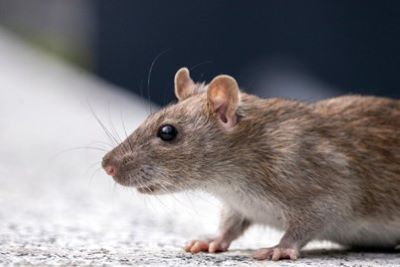 Rat looking to the left.