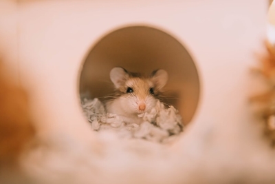 Rat sat in bedding.
