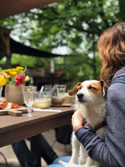 dog sat on person's lap.