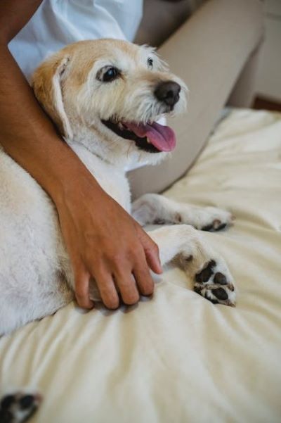 dog sat with human cuddling them.