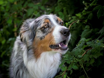 dog in bushes