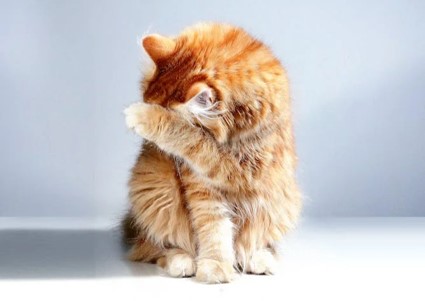 cat cleaning face