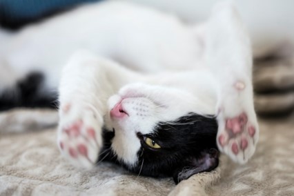 How to Trim a Cat’s Claws