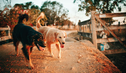 Two dogs walk along a dirt path near a wooden fence, with trees in the background and a warm, golden sunset lighting the scene.
