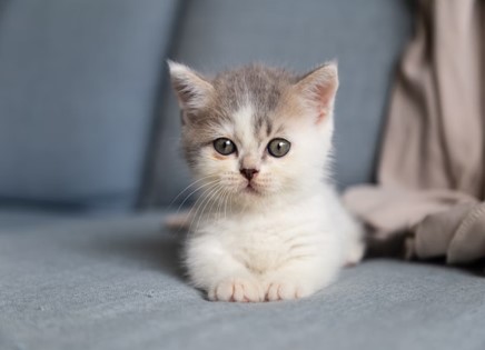 kitten lying down