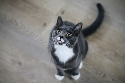 black and white cat looking up