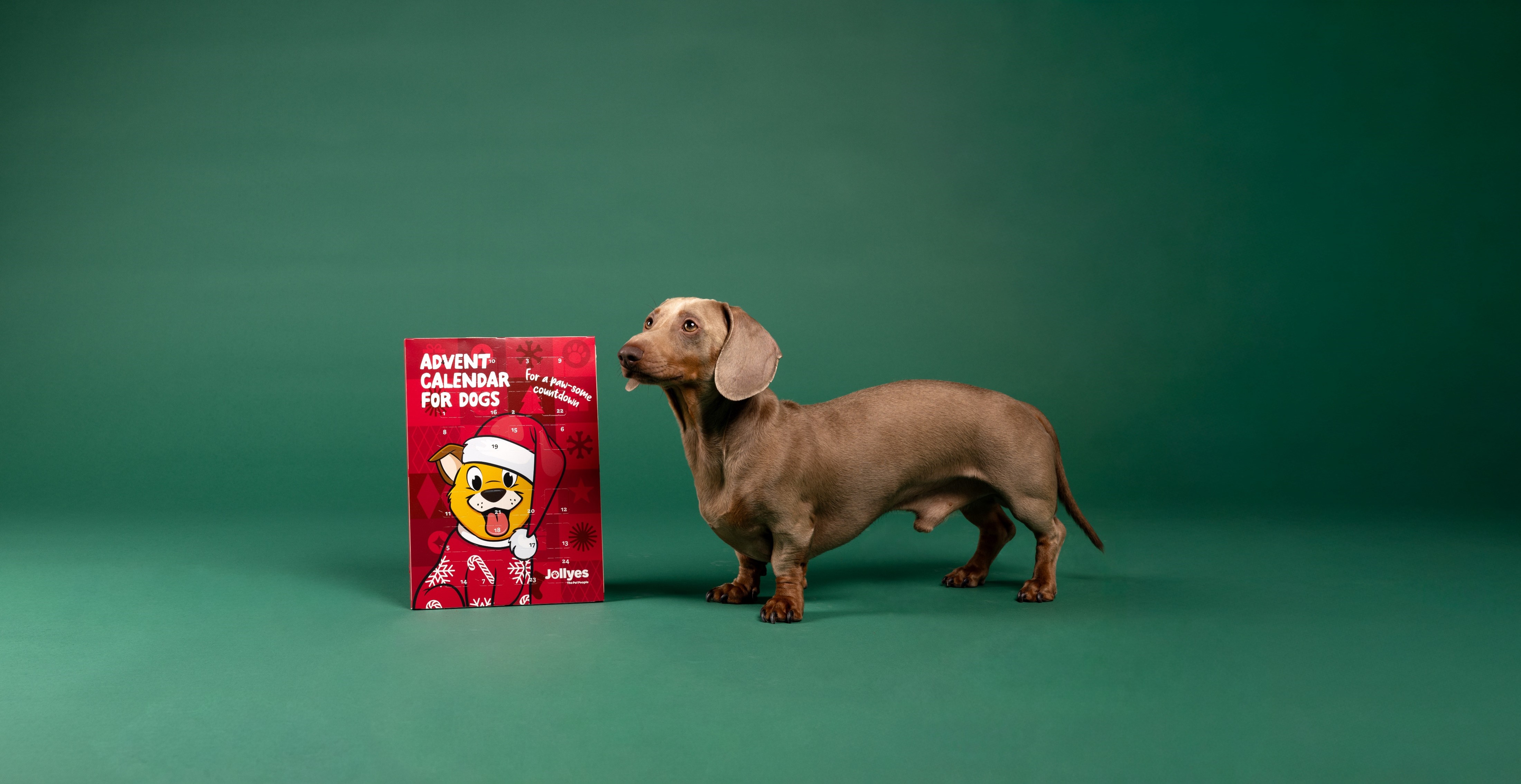 A dachshund stands next to a red advent calendar for dogs against a green background.