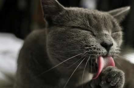 How to Help Cats with Hairballs