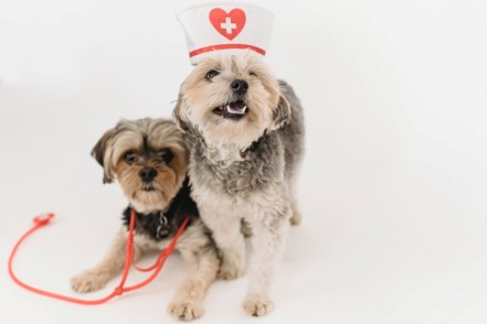 dogs dressed in medical outfits