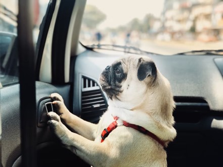 Pug in a car