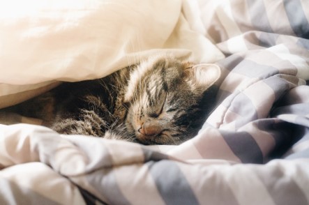 Can Cats Get Colds?