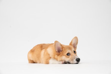 Corgi lying down