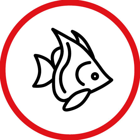 Tropical Fish