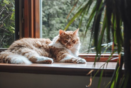 cat lying in front of window