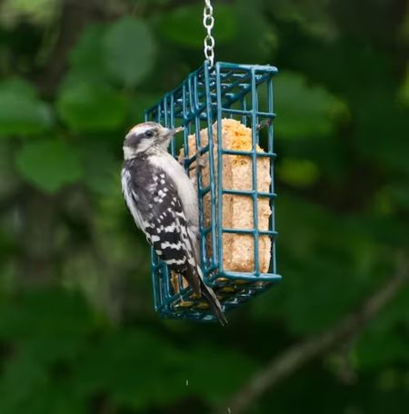 image of bird on bird feeder