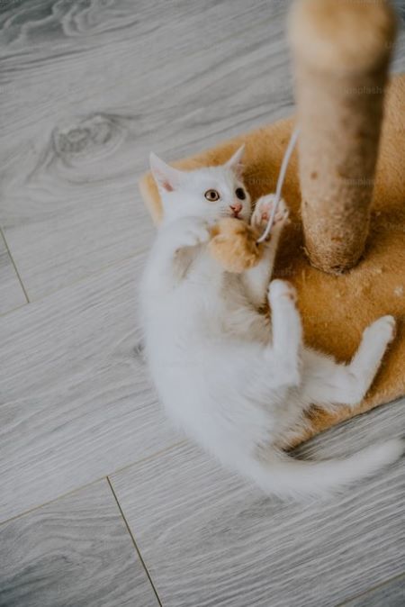 Cat playing with toy.