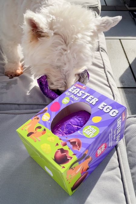 Westie eating dog easter egg.