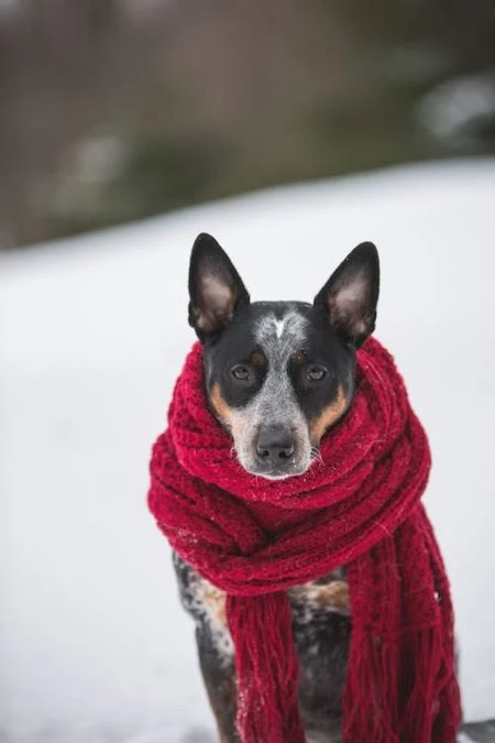 image of dog with scarf on in the snow