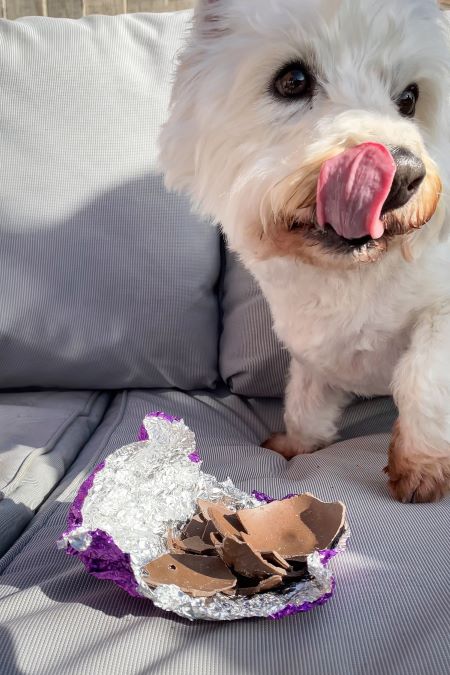 Westie eating dog easter egg.